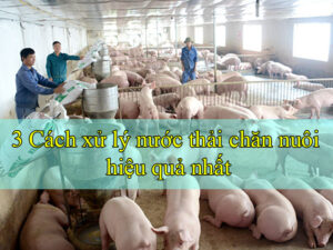 Top 3 cách xử lý nước thải chăn nuôi hiệu quả nhất